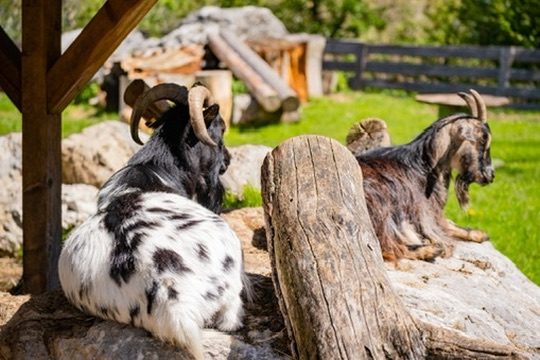 Streichelzoo & Tiere — Kinderhotel Appelhof