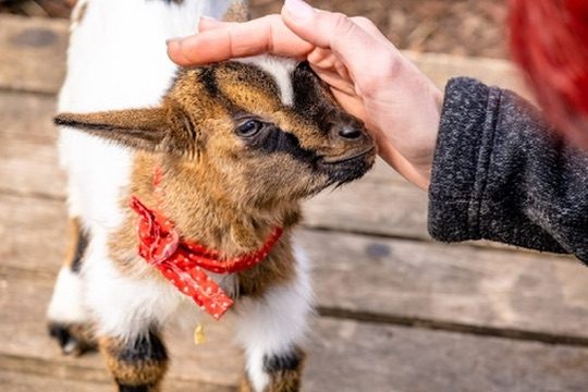 Streichelzoo & Tiere — Kinderhotel Appelhof