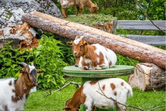 Streichelzoo & Tiere — Kinderhotel Appelhof