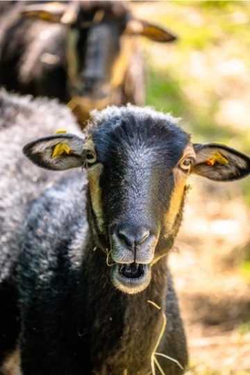 Streichelzoo & Tiere — Kinderhotel Appelhof