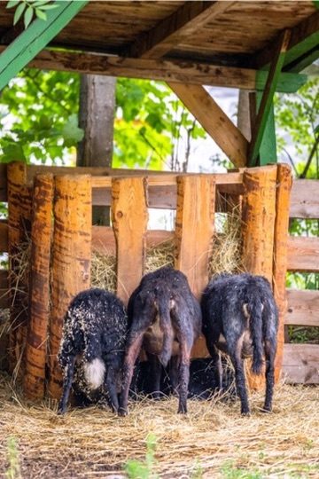 Streichelzoo & Tiere — Kinderhotel Appelhof