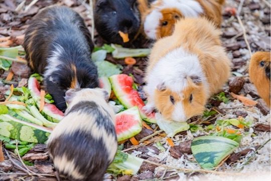 Streichelzoo & Tiere — Kinderhotel Appelhof