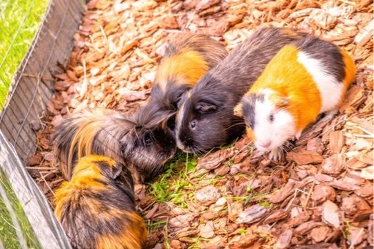 Streichelzoo & Tiere — Kinderhotel Appelhof
