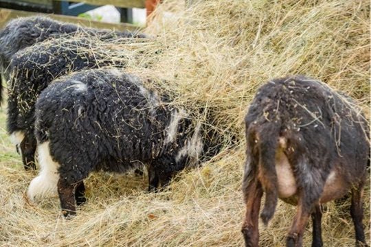 Streichelzoo & Tiere — Kinderhotel Appelhof