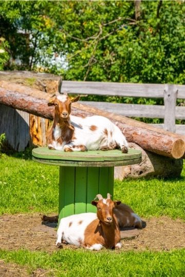 Streichelzoo & Tiere — Kinderhotel Appelhof
