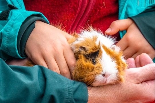 Streichelzoo & Tiere — Kinderhotel Appelhof