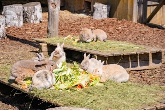 Streichelzoo & Tiere — Kinderhotel Appelhof