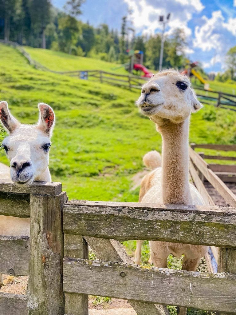 Streichelzoo & Tiere — Kinderhotel Appelhof