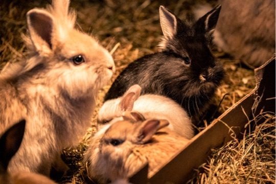 Streichelzoo & Tiere — Kinderhotel Appelhof