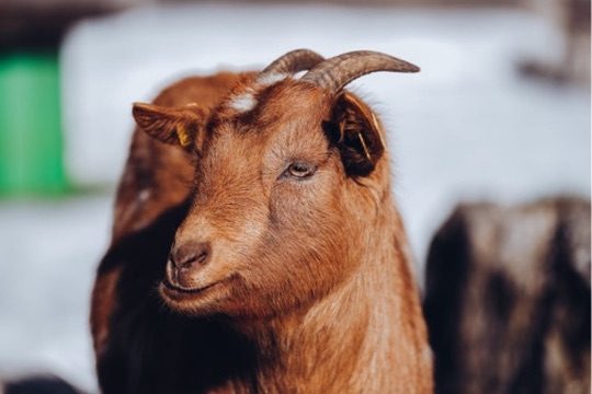 Streichelzoo & Tiere — Kinderhotel Appelhof