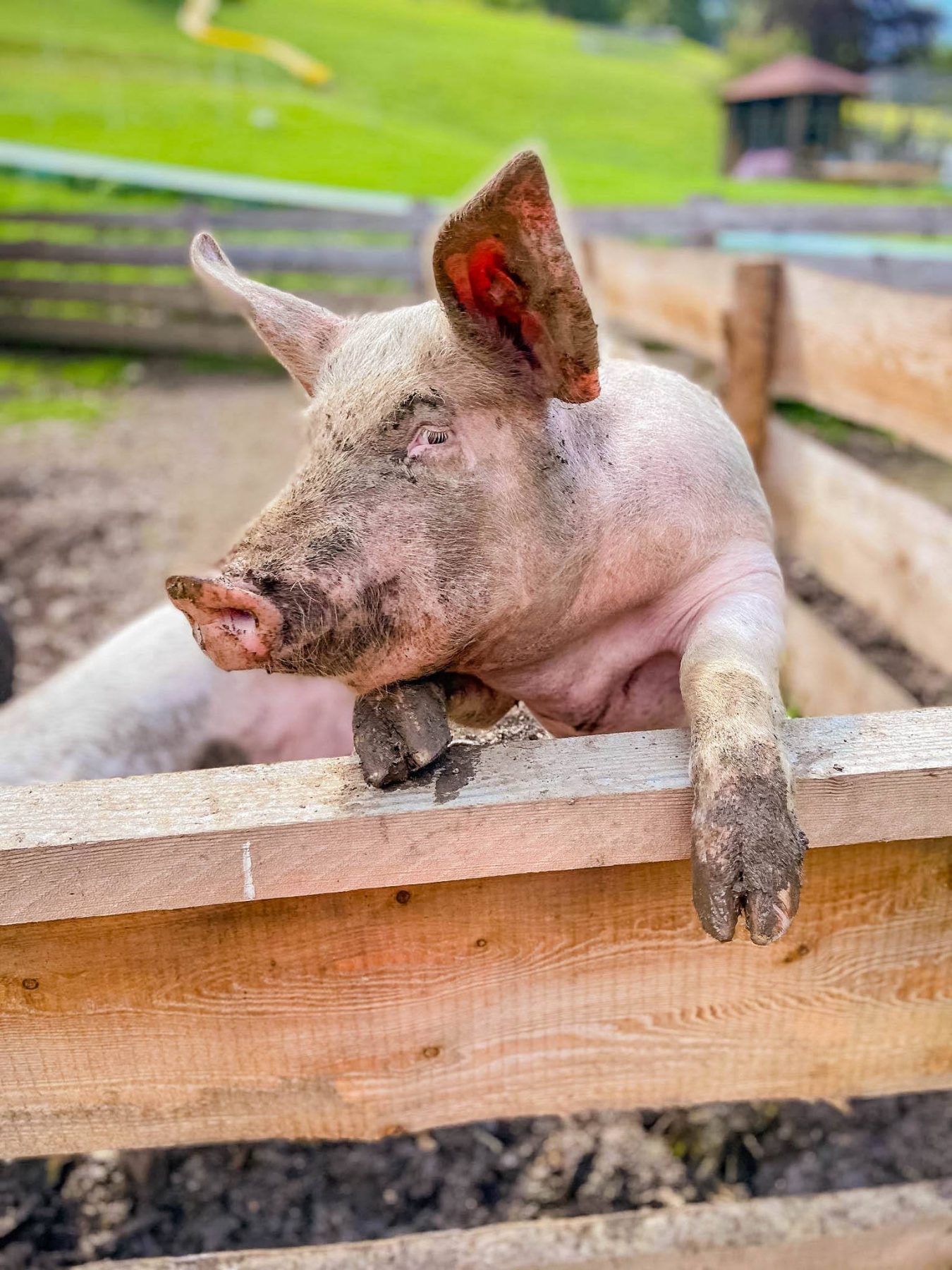 Streichelzoo & Tiere — Kinderhotel Appelhof