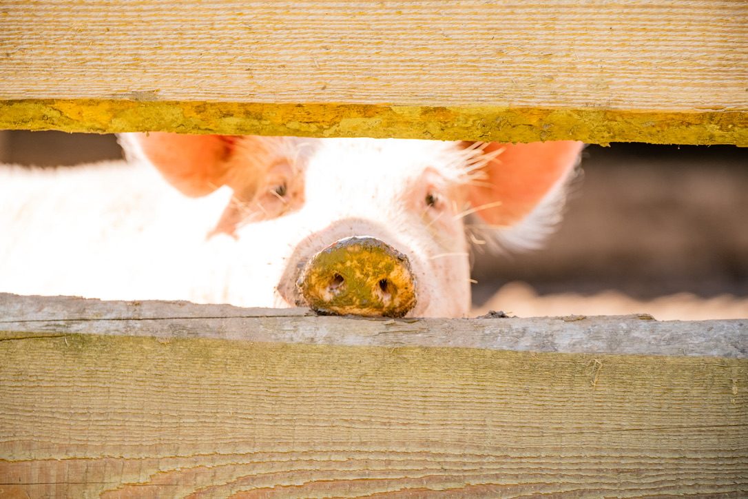 Streichelzoo & Tiere — Kinderhotel Appelhof