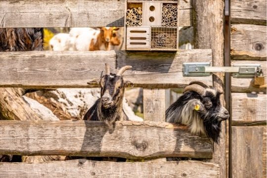 Streichelzoo & Tiere — Kinderhotel Appelhof