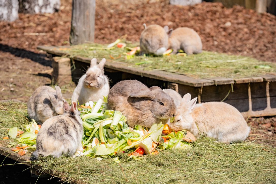 Streichelzoo & Tiere — Kinderhotel Appelhof