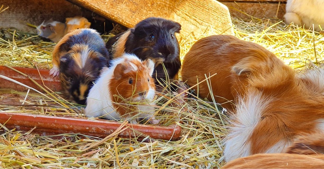 Streichelzoo & Tiere — Kinderhotel Appelhof