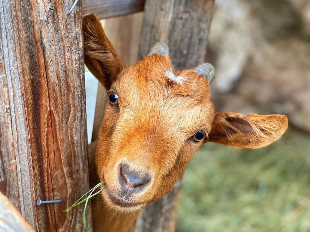 Streichelzoo & Tiere — Kinderhotel Appelhof