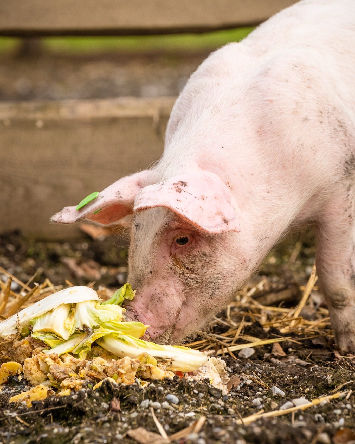 Streichelzoo & Tiere — Kinderhotel Appelhof