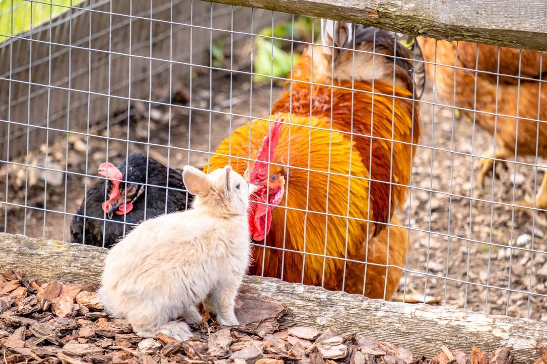 Streichelzoo & Tiere — Kinderhotel Appelhof