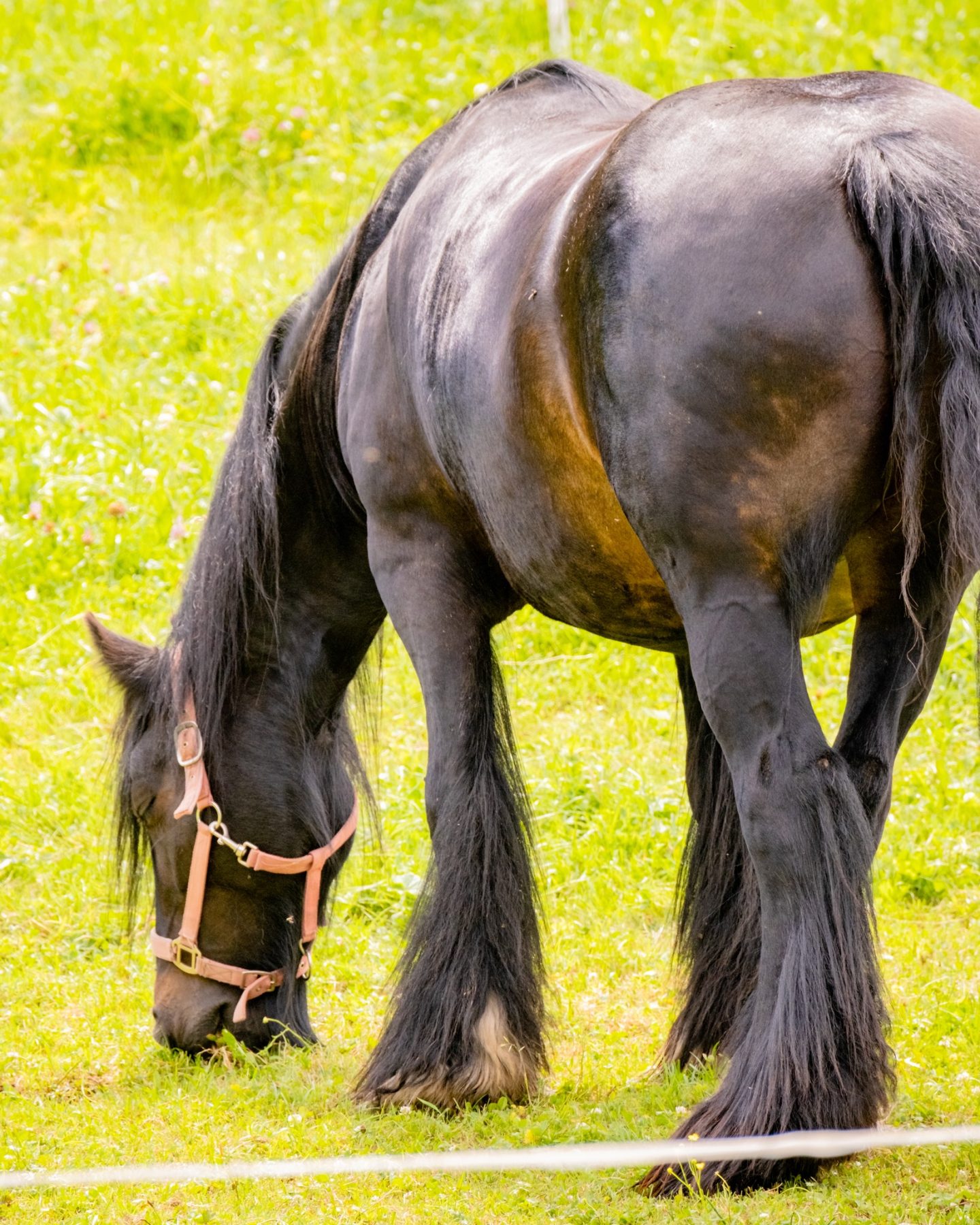 Streichelzoo & Tiere — Kinderhotel Appelhof
