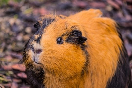 Streichelzoo & Tiere — Kinderhotel Appelhof