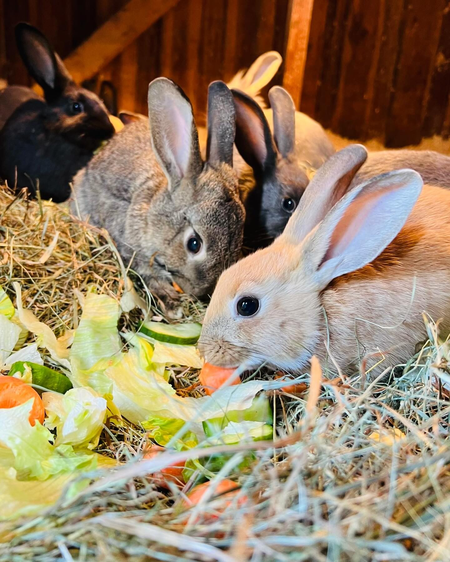 Streichelzoo & Tiere — Kinderhotel Appelhof