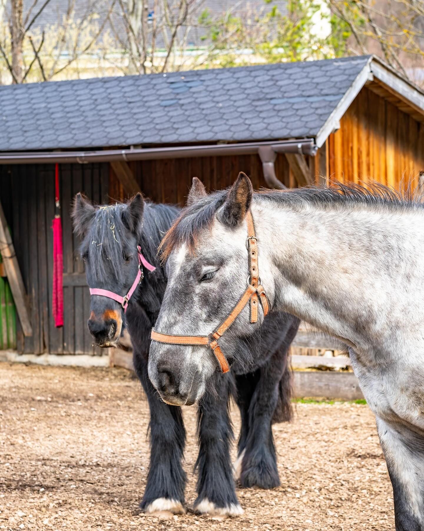 Streichelzoo & Tiere — Kinderhotel Appelhof