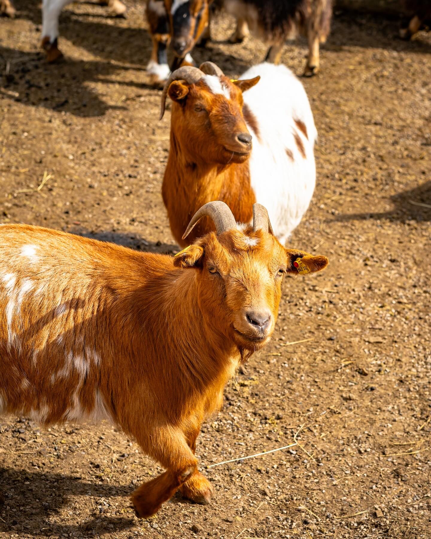 Streichelzoo & Tiere — Kinderhotel Appelhof