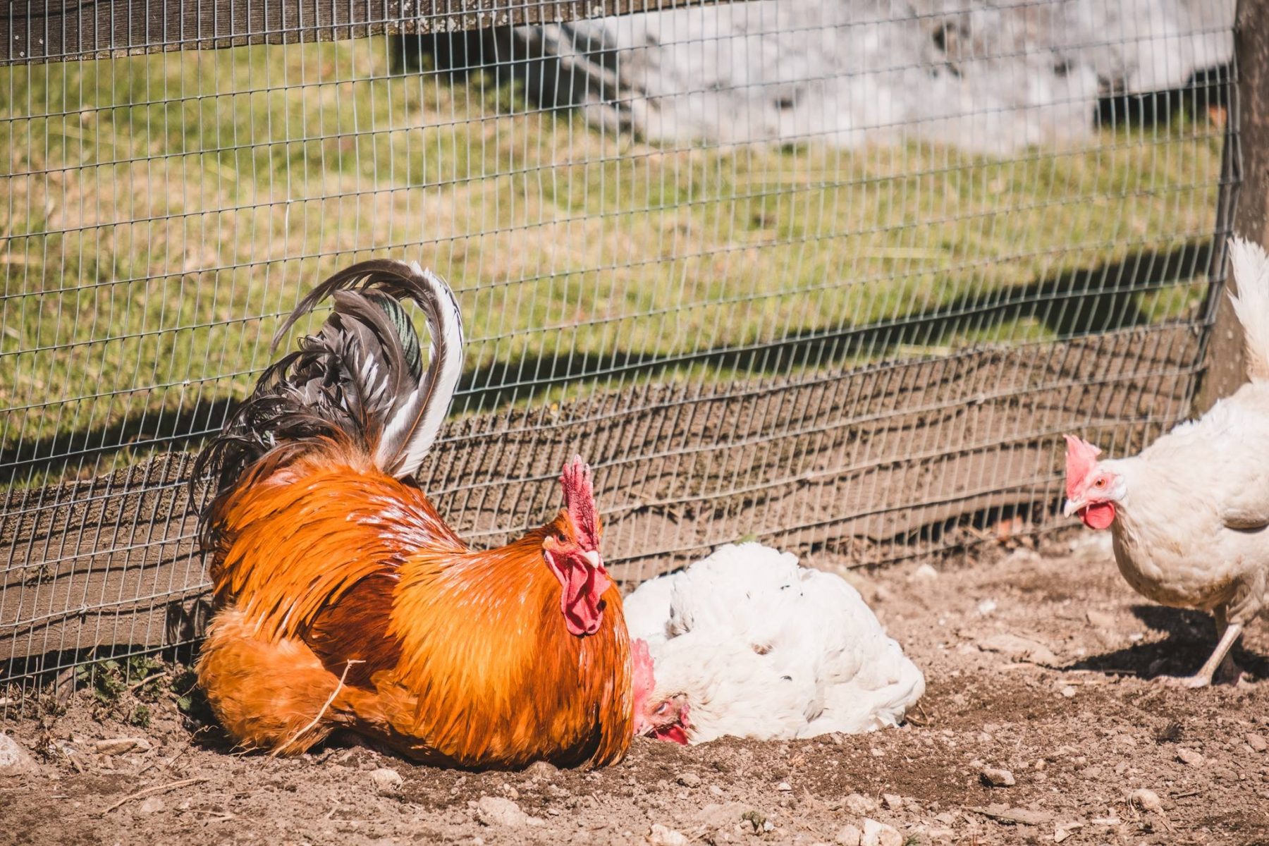 Streichelzoo & Tiere — Kinderhotel Appelhof